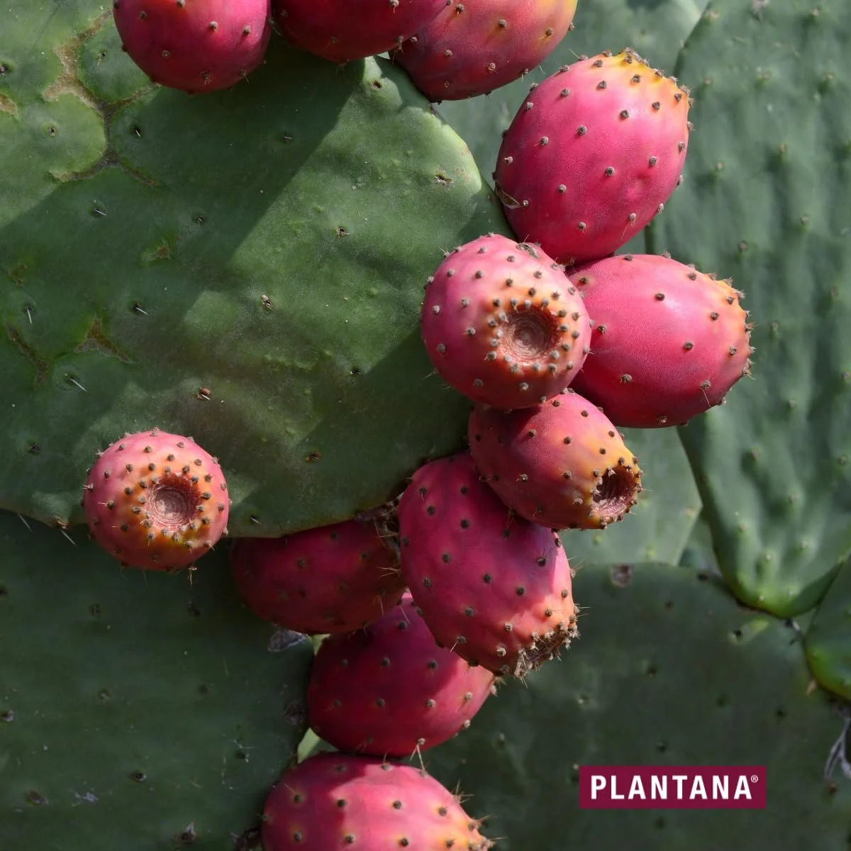 Тканинна маска Plantana Cactus Pear, набір 5 шт. Догляд для відновлення, з алое вера та алантоїном, фото №4