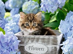 Детский пазл Ravensburger Small Cat 12894 300 деталей XXL synthetic.ua - Фото 1