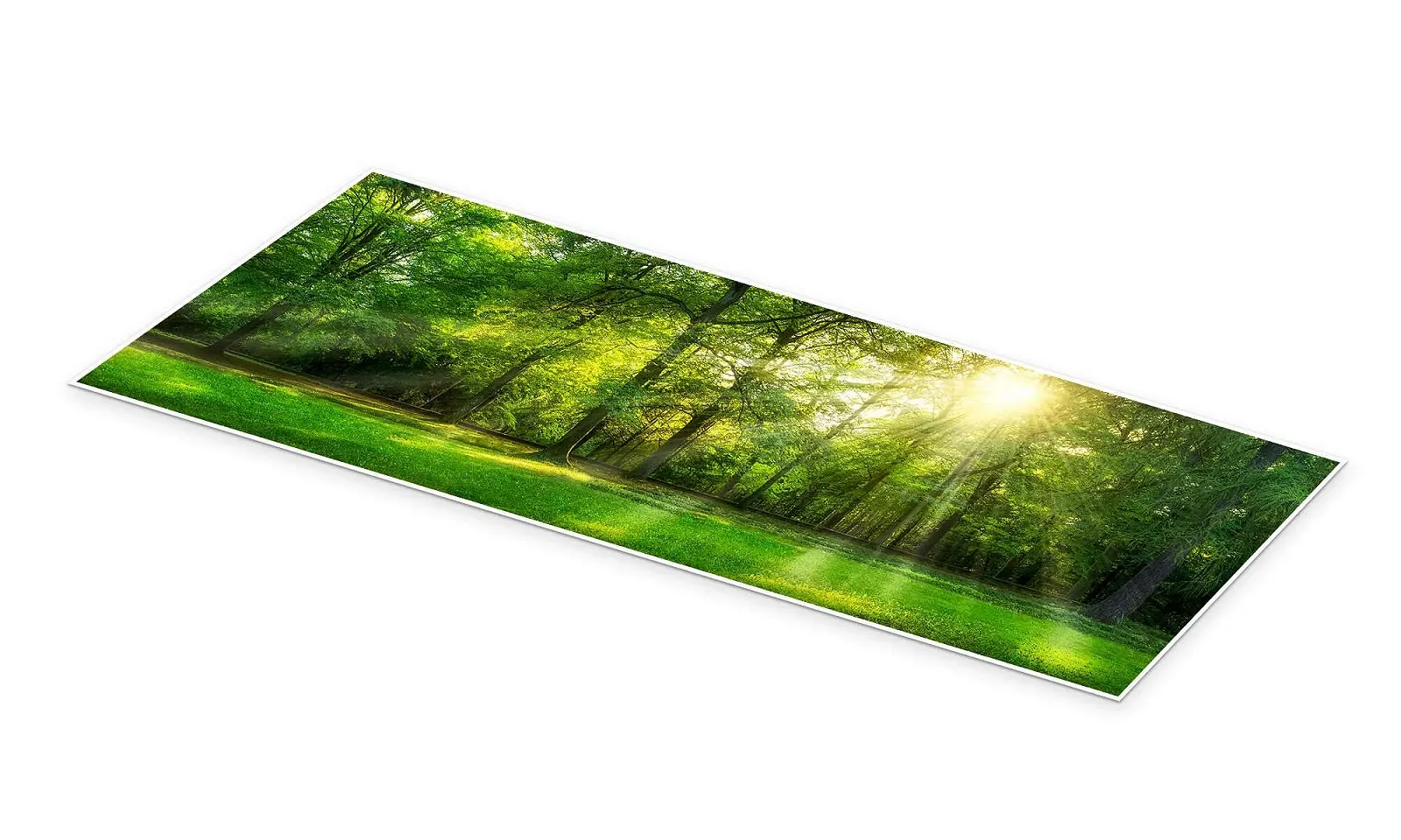 Постер Jan Christopher Becke Панорама леса с солнечными лучами летом 180 x 60 см Зеленый, фото №2 Постер Jan Christopher Becke Панорама леса с солнечными лучами летом 180 x 60 см Зеленый, фото №2