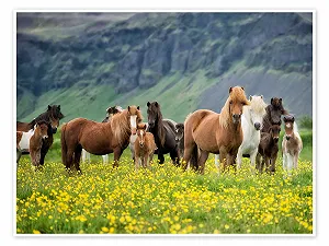 Постер PHBurchett Icelandic Horses VII зеленый 70 x 50 см - Фото 1