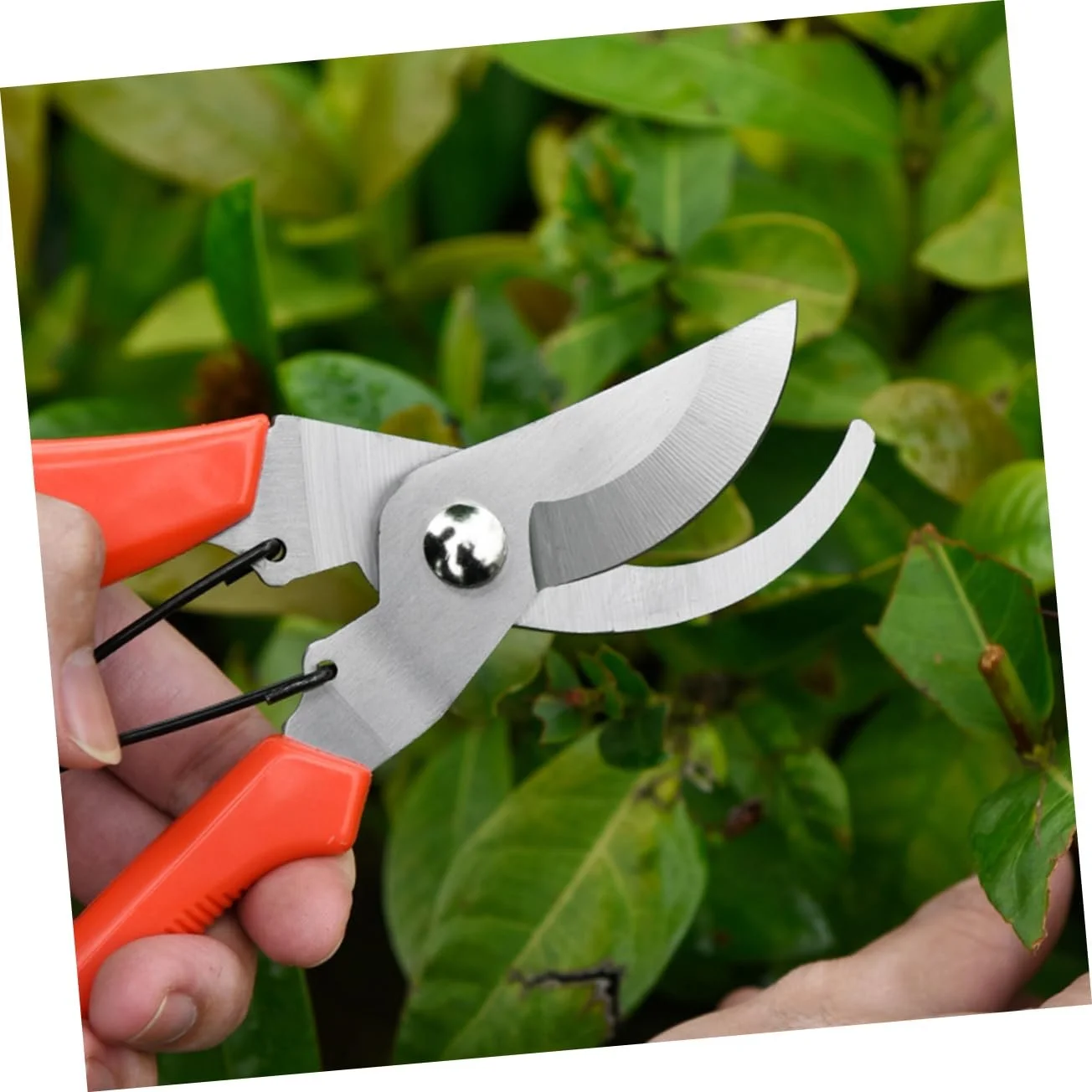 Садові ножиці Happyyami Нержавіюча сталь Червоний, фото №3