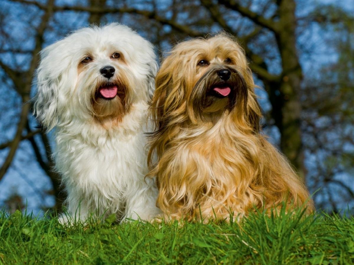 Пазл Calvendo 4059478920002 Havanese Male and Female 1000 деталей 64 x 48 см Белый, фото №2 Пазл Calvendo 4059478920002 Havanese Male and Female 1000 деталей 64 x 48 см Белый, фото №2