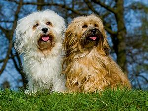 Пазл Calvendo 4059478920002 Havanese Male and Female 1000 деталей 64 x 48 см Белый цена на synthetic.ua - Фото 1 Пазл Calvendo 4059478920002 Havanese Male and Female 1000 деталей 64 x 48 см Белый synthetic.ua - Фото 1