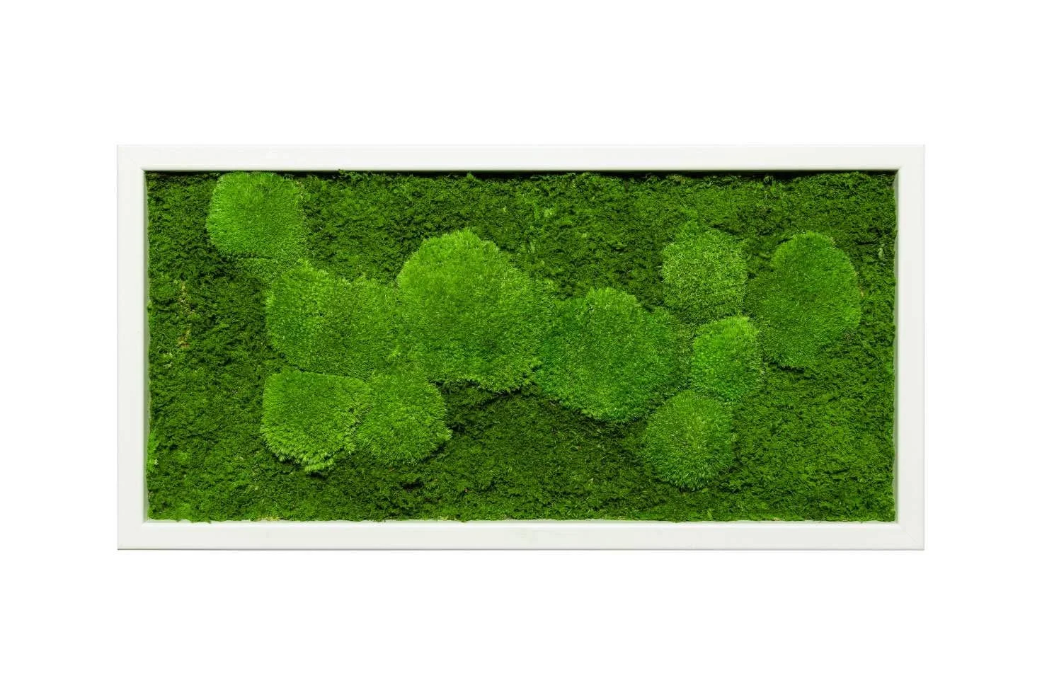 Картина на стіну Moss Ball Moss Sheet Рослинна 60 x 30 см Біла, фото №1