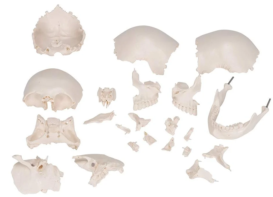 Анатомическая модель черепа 3B Scientific A290 / 22 части / Подвижная челюсть / 3B Smart Anatom / Белый, фото №5