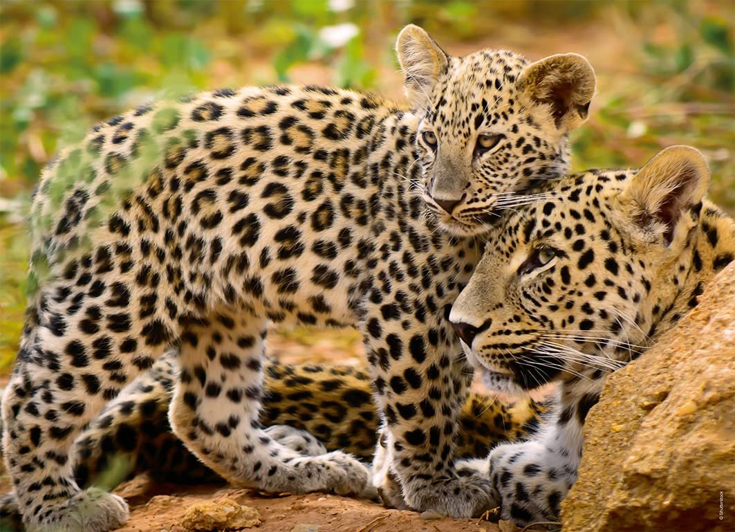 Пазл Ravensburger 05624 Animali Bumper Pack 4 x 100 элементов, фото №5