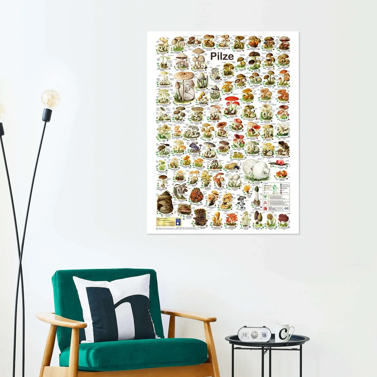 Постер Planet Poster Editions Mushrooms 60 x 80 см Разноцветный, фото №6 Постер Planet Poster Editions Mushrooms 60 x 80 см Разноцветный, фото №6