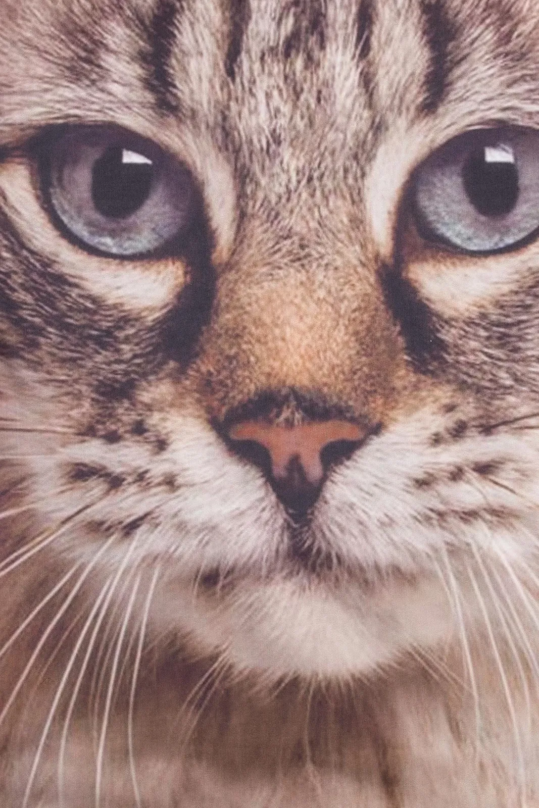 Пижама для девочки Cat Tabby Короткая Коричневый, фото №3 Пижама для девочки Cat Tabby Короткая Коричневый, фото №3