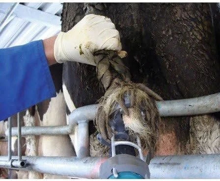 Тример для хвоста тварин Kerbl Tailwell II, фото №4