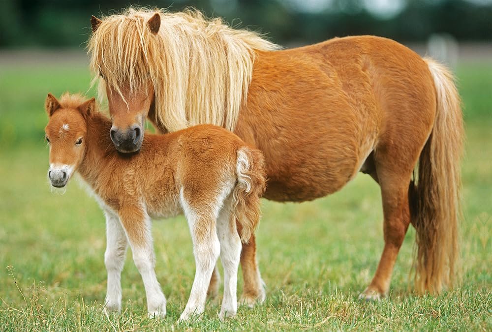 Пазл Schmidt Spiele 55588 horses в металлическом кейсе 2x26 и 2x48 элементов цветной, фото №3