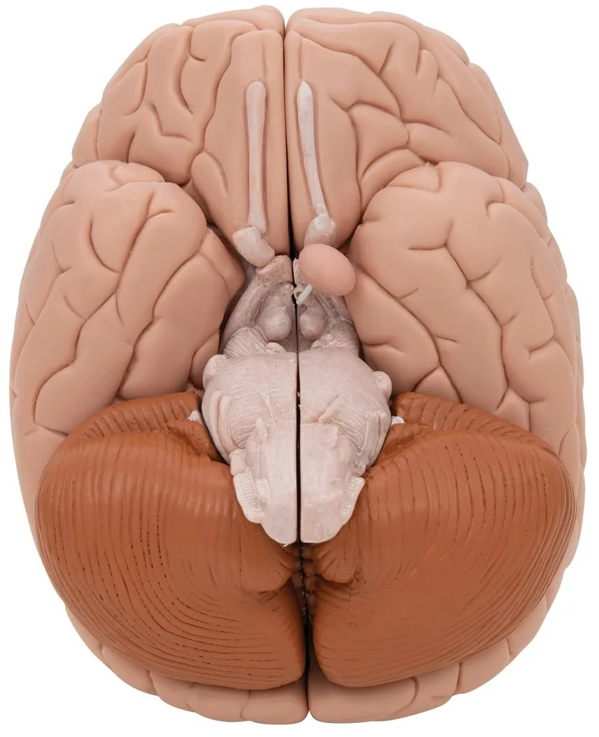 Анатомическая модель мозга 3B Scientific C17 / 8 частей / 3B Smart Anatom / Розовый, фото №9 Анатомическая модель мозга 3B Scientific C17 / 8 частей / 3B Smart Anatom / Розовый, фото №9