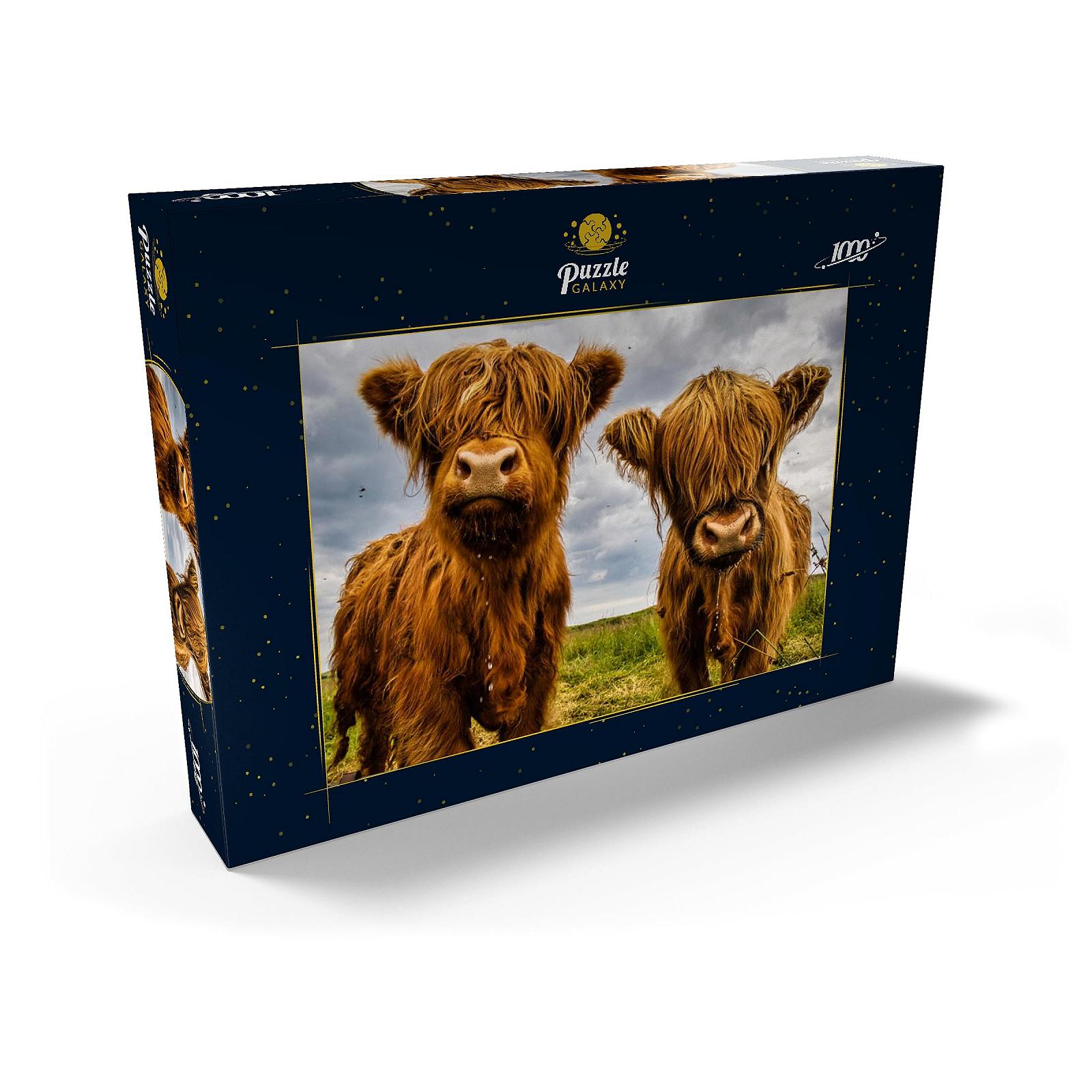 Пазл MyPuzzle Special Collection by Puzzle Galaxy Two Cute Highland Cows 1000 деталей, фото №2 Пазл MyPuzzle Special Collection by Puzzle Galaxy Two Cute Highland Cows 1000 деталей, фото №2