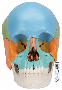 Купить Модель черепа человека 3B Scientific / 22 части / Подвижная челюсть / 3B Smart Anatom / Разноцветная - Фото 1 Модель черепа человека 3B Scientific / 22 части / Подвижная челюсть / 3B Smart Anatom / Разноцветная - Фото 1