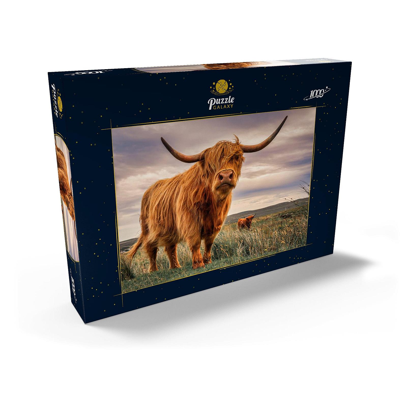 Пазлы MyPuzzle Special Collection by Puzzle Galaxy Highland Cows on the North Coast of Scotland Premium 1000 элементов, фото №2