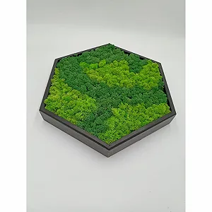 Картина з моху LoveLasy Bicolour Moss Wall Picture Hexagon Чорна рама Середня - Фото 1