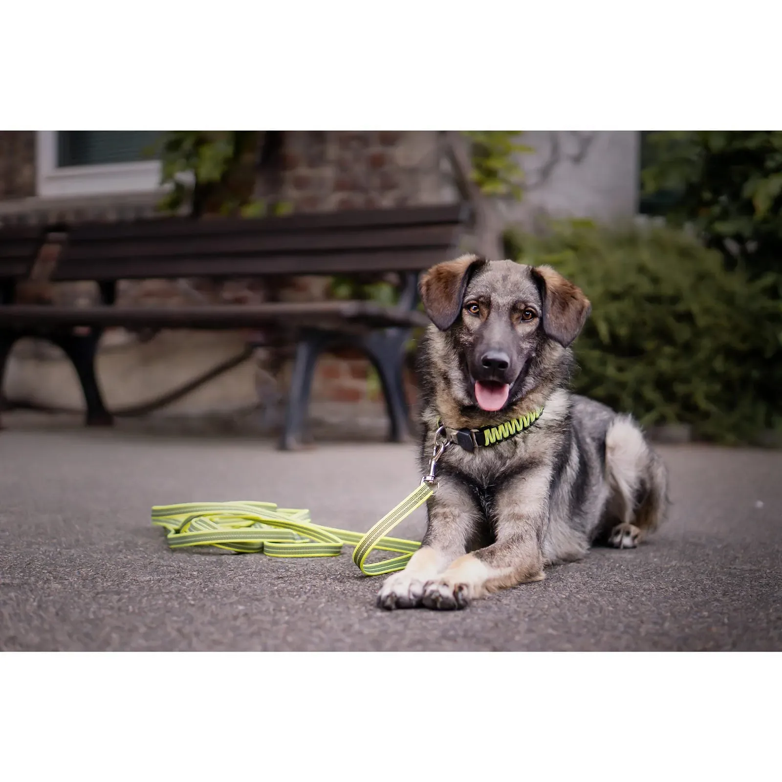 Ошейник LuvMyDog Worldwide HS из светоотражающего паракорда 55 см / 21.5 дюймов Черный/Желтый, фото №3