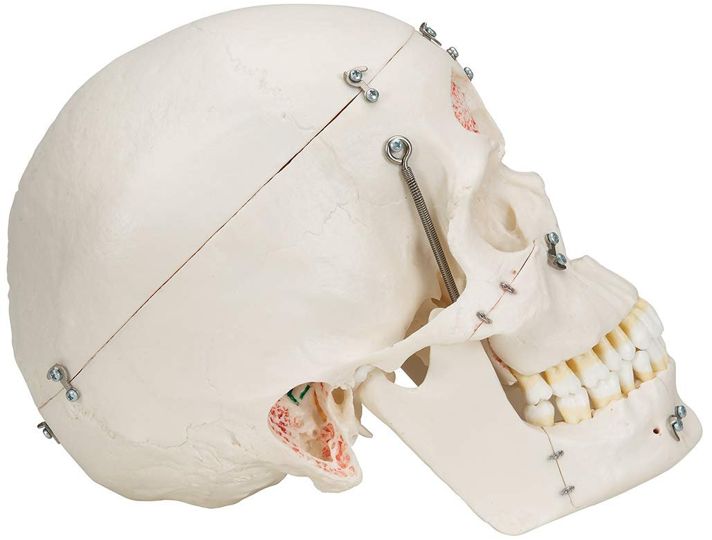 Анатомическая модель черепа 3B Scientific A27 / Подвижная челюсть / Белый, фото №3 Анатомическая модель черепа 3B Scientific A27 / Подвижная челюсть / Белый, фото №3
