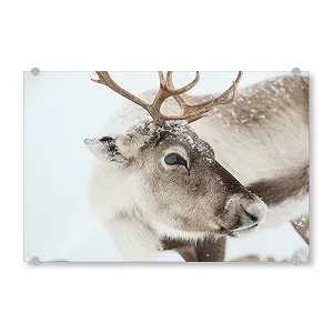 Картина на акриловому склі artboxONE Природа Північний олень у Лапландії Rangifer Tarandus 60 x 40 см - Фото 1