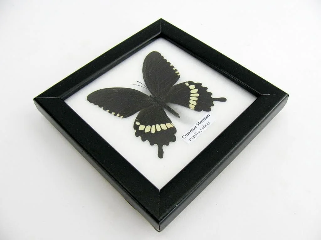 Настінна картина у вітрині Справжній метелик Common Mormon 12 x 12 x 2 см, фото №6 Настінна картина у вітрині Справжній метелик Common Mormon 12 x 12 x 2 см, фото №6