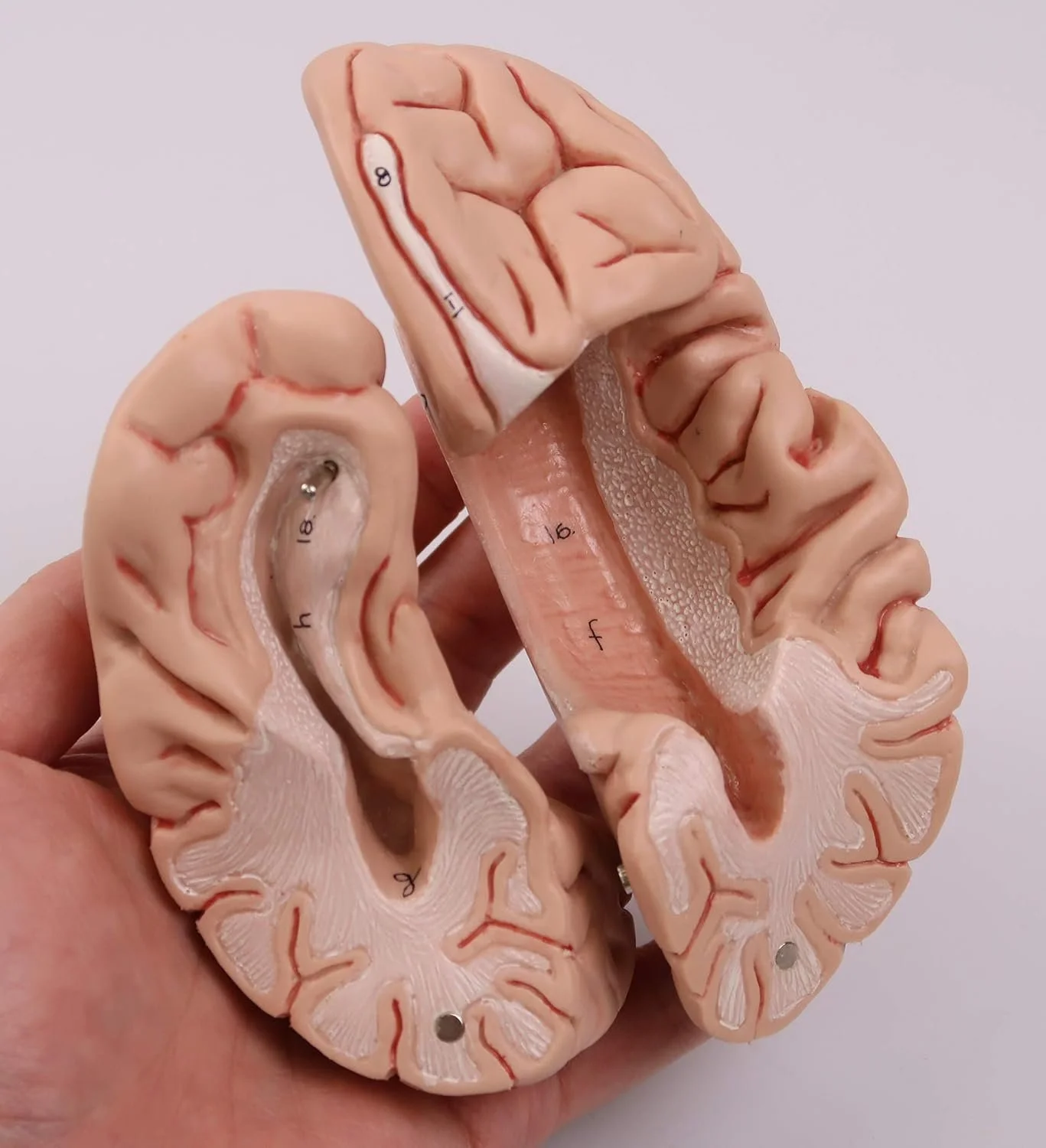 Анатомічна модель мозку 3B Scientific C18 / 5 частин / 3B Smart Anatom / Рожевий, фото №9