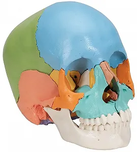 Модель черепа человека 3B Scientific / 22 части / Подвижная челюсть / 3B Smart Anatom / Разноцветная цена на synthetic.ua - Фото 1 Модель черепа человека 3B Scientific / 22 части / Подвижная челюсть / 3B Smart Anatom / Разноцветная synthetic.ua - Фото 1