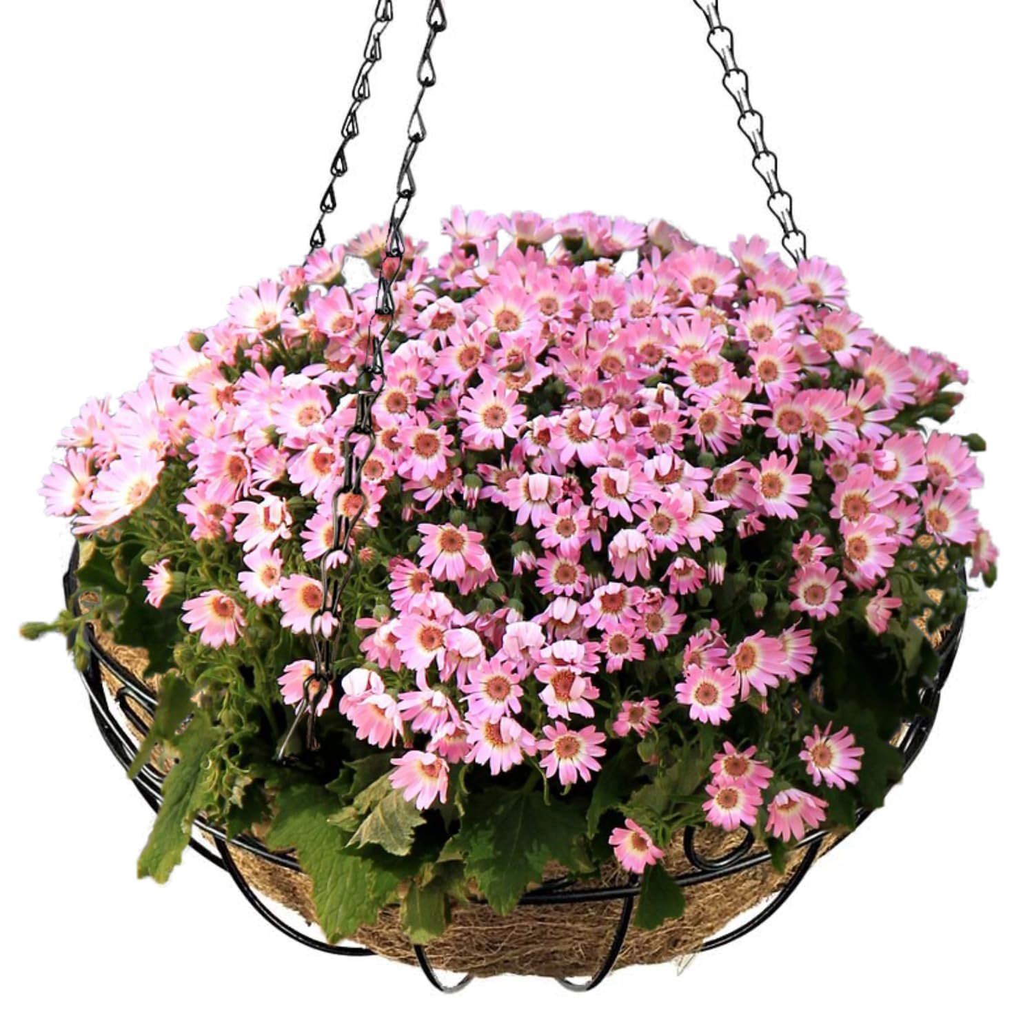 Підвісний кошик для рослин 30 см з кокосовим вкладишем Металевий Чорний, фото №5