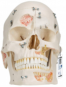 Анатомическая модель черепа 3B Scientific A27 / Подвижная челюсть / Белый - Фото 1