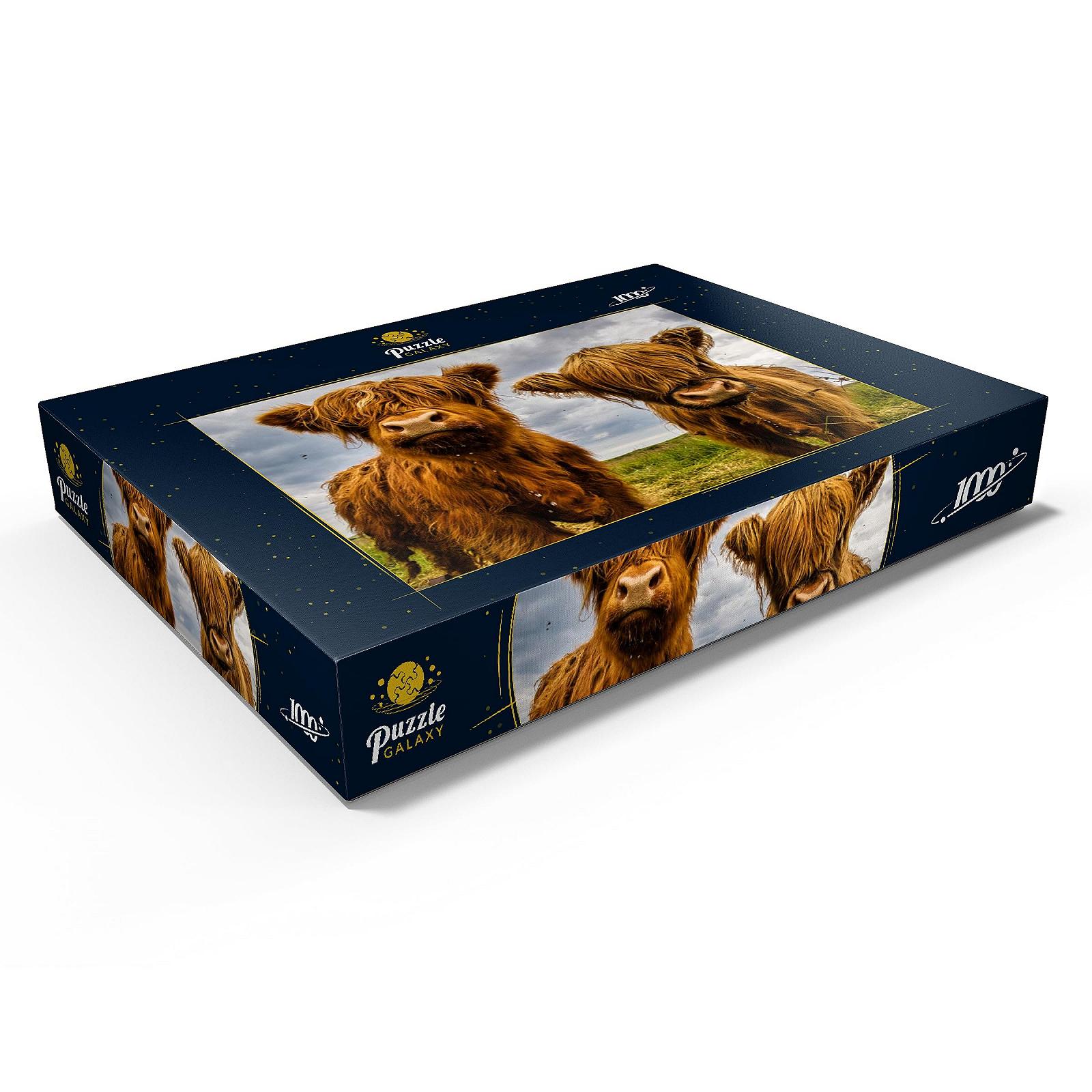 Пазл MyPuzzle Special Collection by Puzzle Galaxy Two Cute Highland Cows 1000 деталей, фото №3 Пазл MyPuzzle Special Collection by Puzzle Galaxy Two Cute Highland Cows 1000 деталей, фото №3