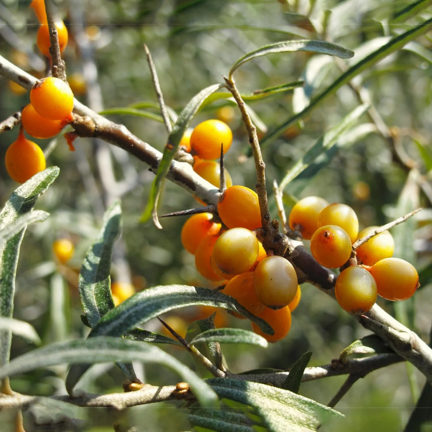 Крем для рук Gamila Secret 50мл, фото №4