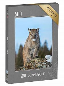 Пазл puzzleYOU Puma Puzzle Collection Puma or Mountain Lion in Winter of Montana, USA 500 элементов - Фото 1