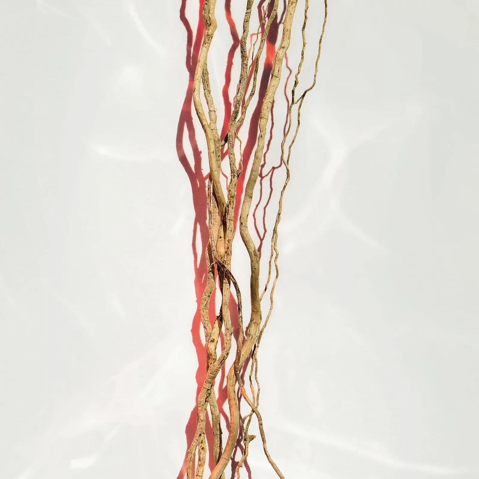 Парфюмированная вода BOSS ALIVE для женщин, фото №7