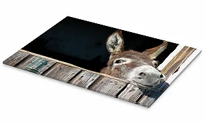 Картина на акриловому склі Posterlounge Милий цікавий ослик 30 x 20 см synthetic.ua - Фото 1