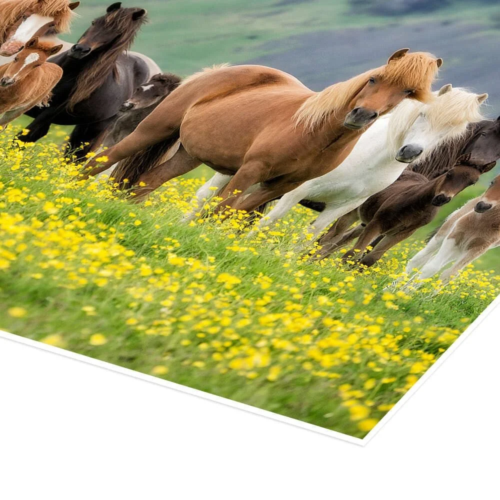 Постер PHBurchett Icelandic Horses VII зеленый 70 x 50 см, фото №3