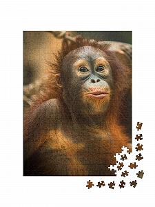 Пазл puzzleYOU Animals Орангутанг 500 элементов synthetic.ua - Фото 1
