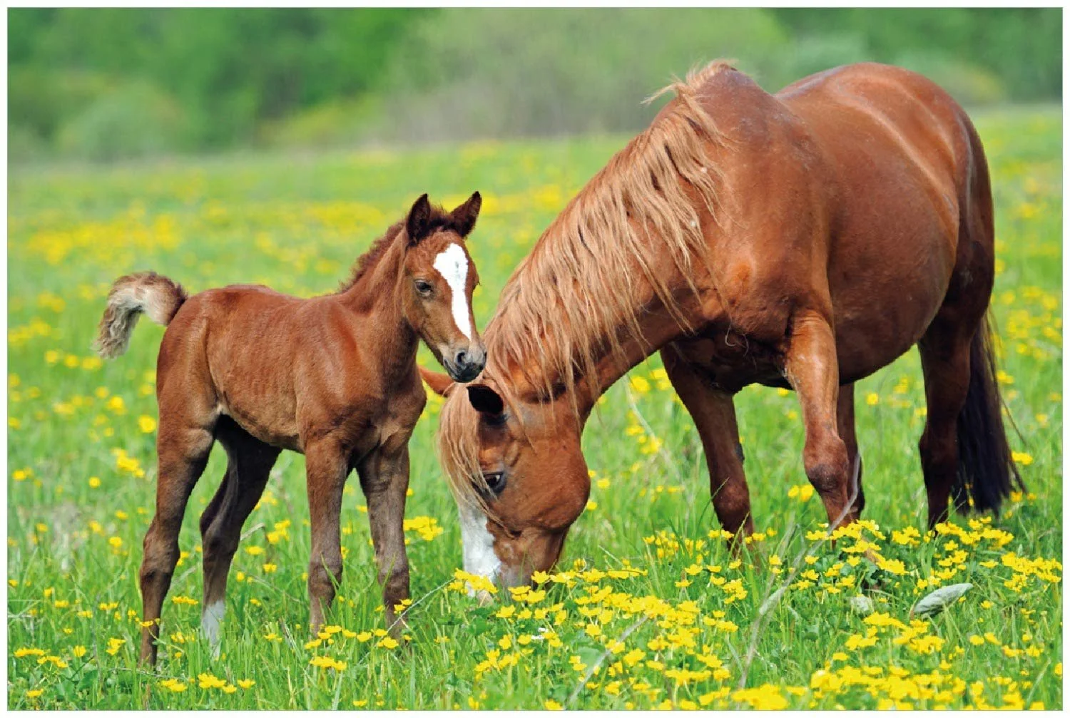 Постер Лошади на пастбище 61 x 91.5 см, фото №1