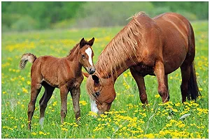 Постер Лошади на пастбище 61 x 91.5 см - Фото 1