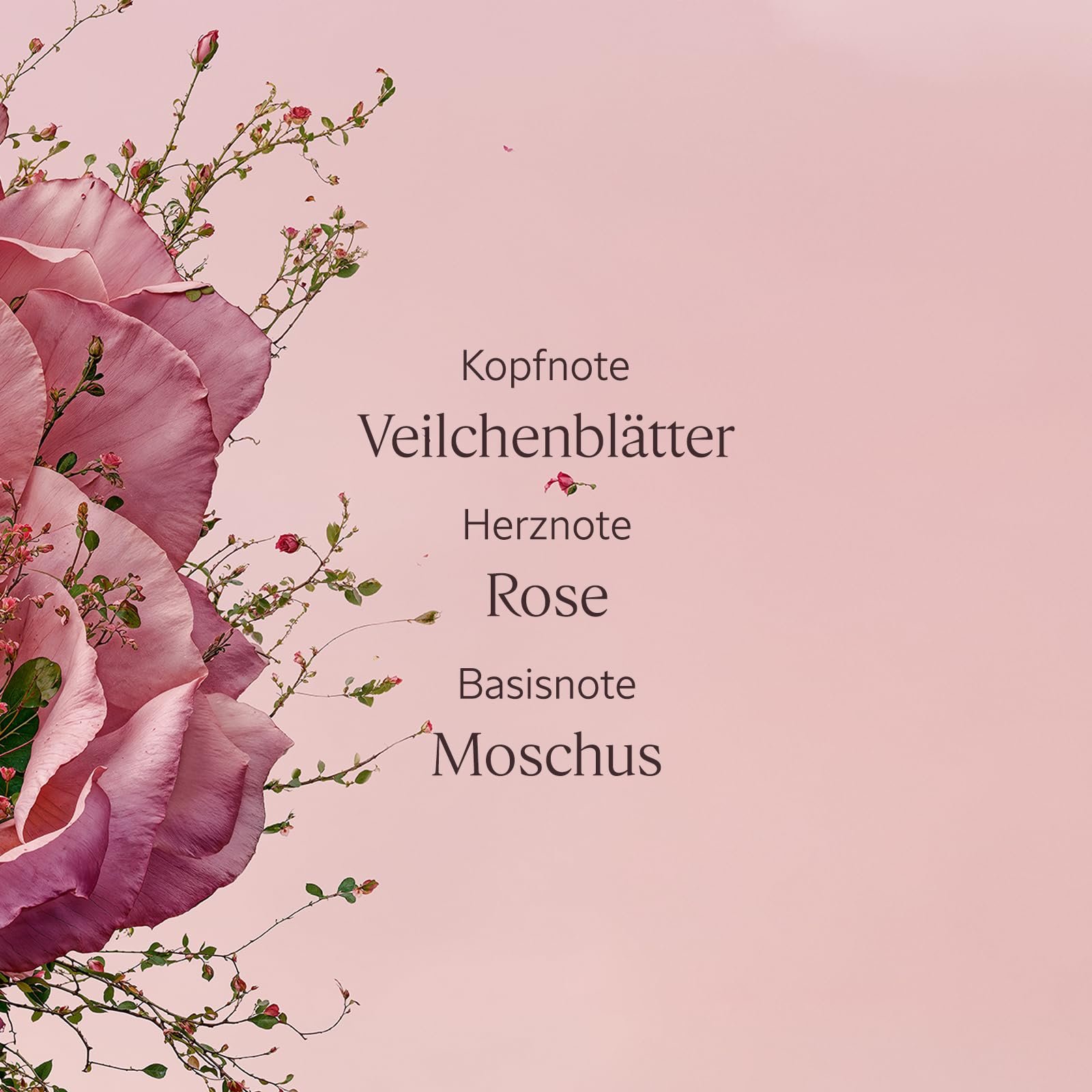 Парфюмированный гель для душа L'OCCITANE Rose, фото №4