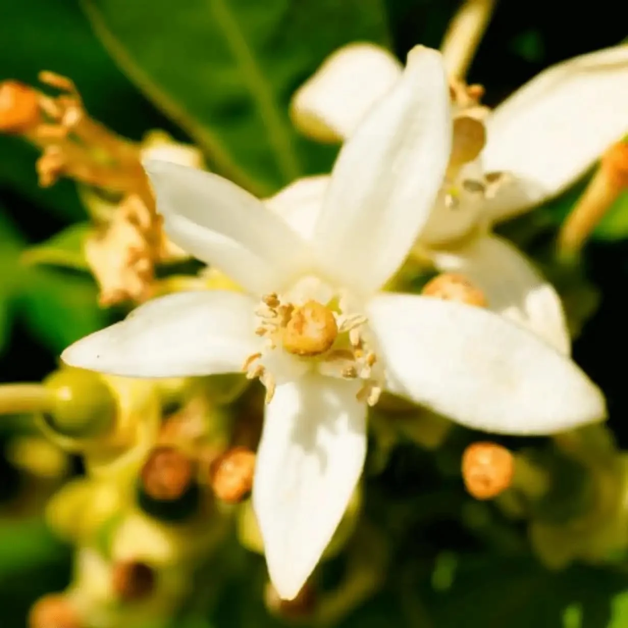 Парфумована вода Yodeyma Resolu 50 мл, фото №3