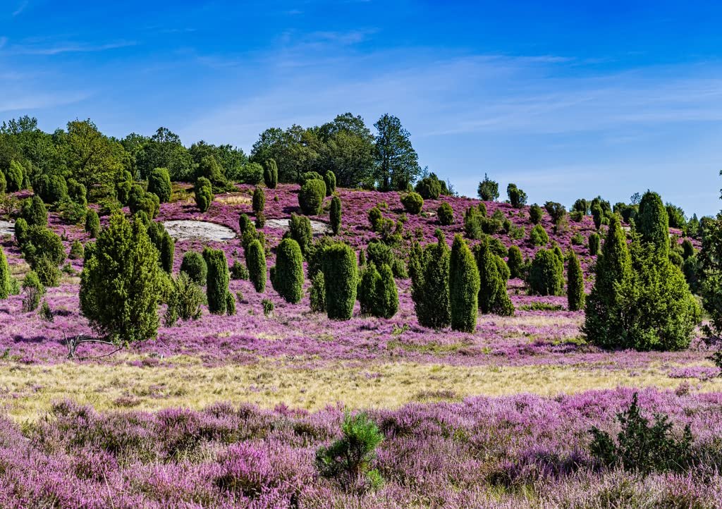 Пазл Lais Puzzle Люнебургская пустошь Германия 1000 деталей, фото №3