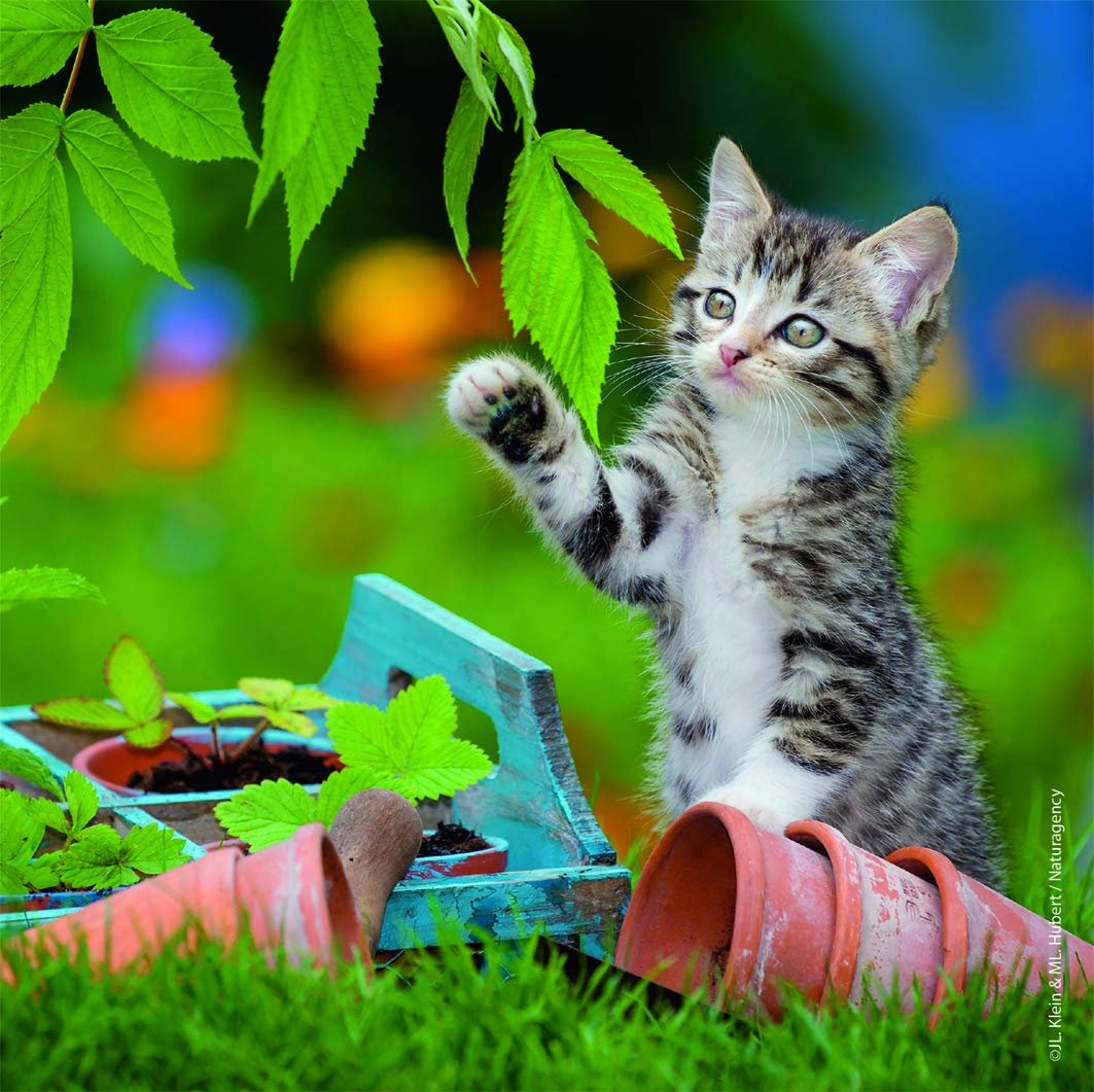 Пазли Ravensburger 08046 Kittens Tigrés 3 x 49 деталей, фото №3