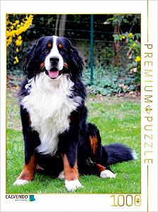 Пазл CALVENDO Bear - The Bernese Mountain Dog 1000 деталей 48 x 64 см - Фото 1
