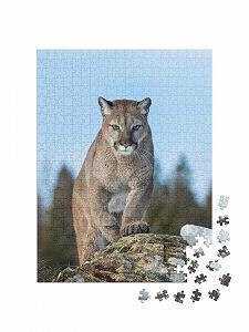 Пазл puzzleYOU Puma Puzzle Collection Puma or Mountain Lion in Winter of Montana, USA 500 элементов synthetic.ua - Фото 1