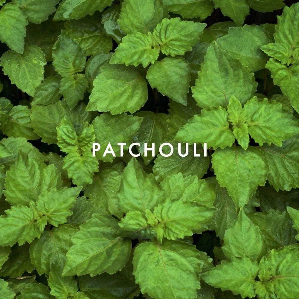 Туалетна вода Alfred Sung SUNG 100 мл, фото №5