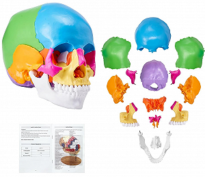 Купити Модель черепа черепа VEVOR MD-V21 / 22 частини / Різнокольоровий - Фото 1 Модель черепа черепа VEVOR MD-V21 / 22 частини / Різнокольоровий - Фото 1