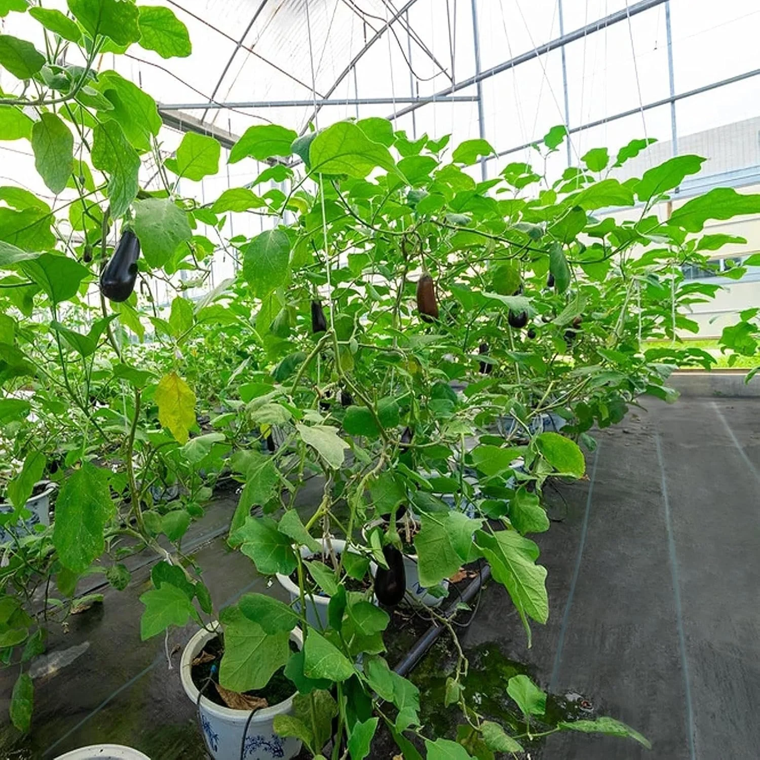 Агроволокно VEVOR VV-FCB-PE 4*100FT 5.8OZ Black, фото №7