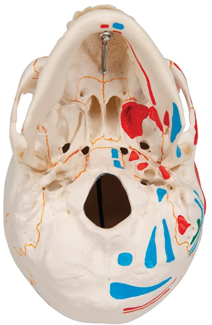 Модель черепа людини 3B Scientific A22/1 / 3 частини / 3B Smart Anatom / Різнокольоровий, фото №7