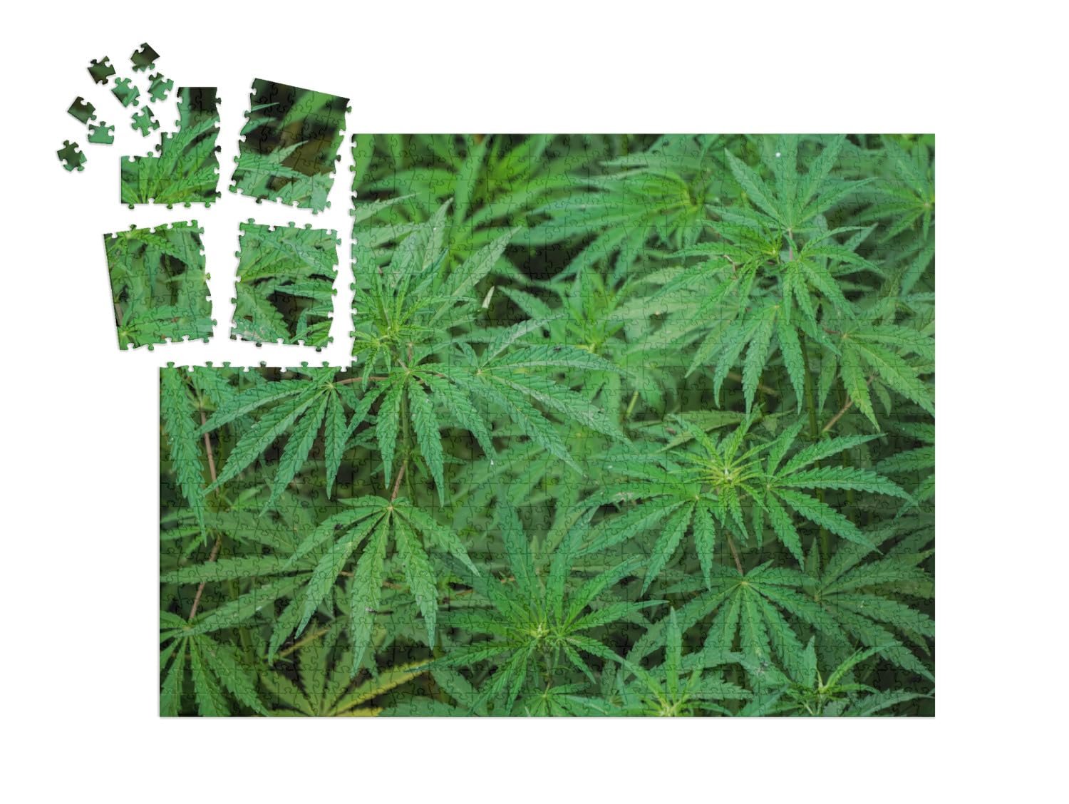 Пазл-адвент-календарь puzzleYOU Cannabis Sativa, Fresh Plants 1000 элементов, фото №2
