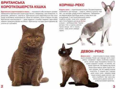 Книга Большая Кошки укр, фото №2