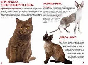 Книга Большая Кошки укр synthetic.ua - Фото 1