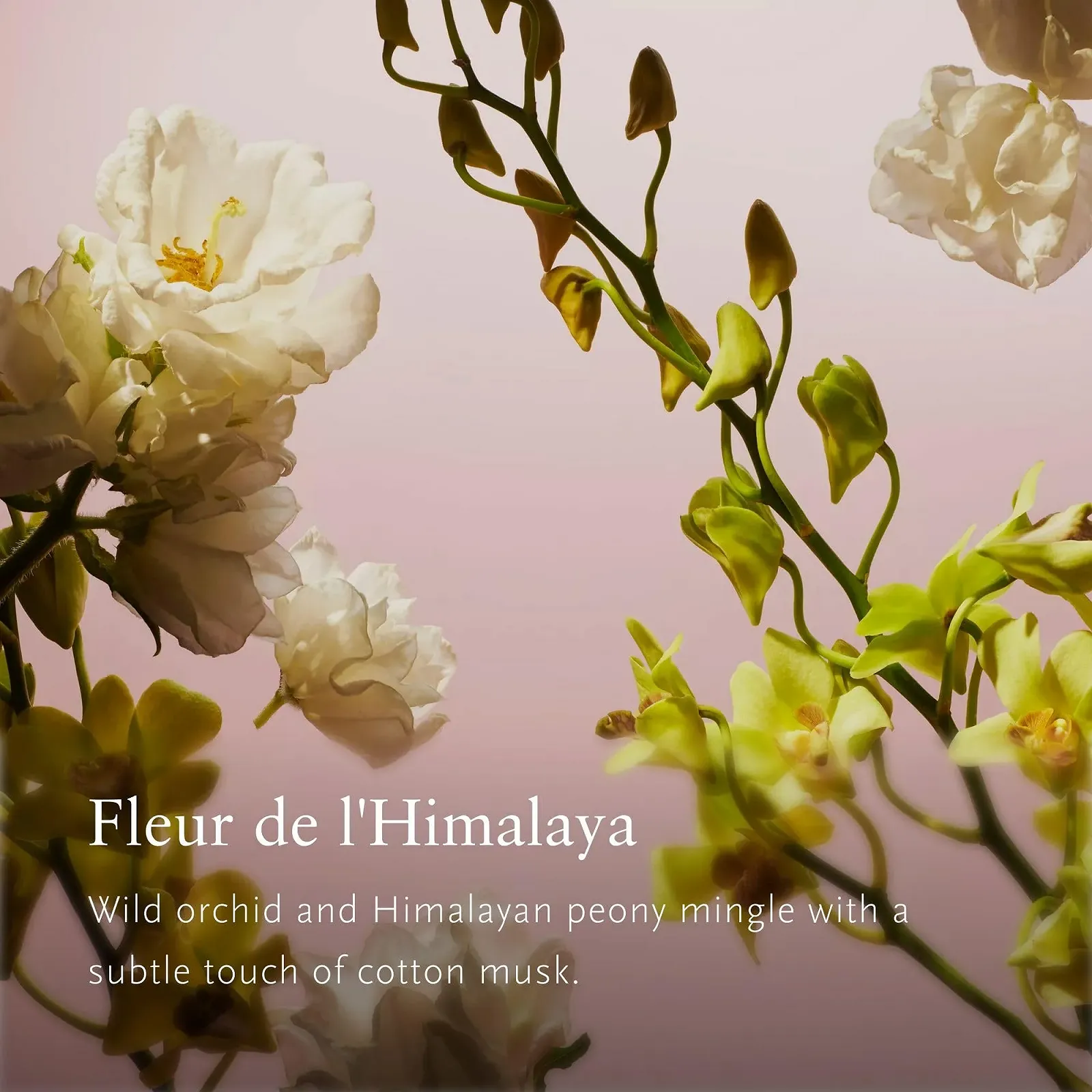 Парфюмированная вода RITUALS Fleurs de L'Himalaya Дикая Орхидея, Гималайский Пион, Хлопковый Мускус 50 мл, фото №4 Парфюмированная вода RITUALS Fleurs de L'Himalaya Дикая Орхидея, Гималайский Пион, Хлопковый Мускус 50 мл, фото №4